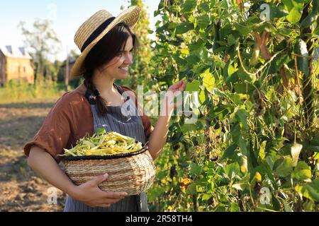 Young woman harvesting fresh green beans in garden Stock Photo
