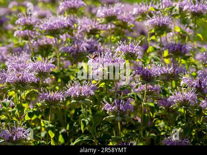 A garden full of blooming pink or lavender colored Bee Balm flowers, with its tubular petals highlighted by the sunlight. Stock Photo