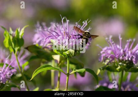 A large Bumblebee hovering over a Bee Balm flower looking to pollinate it, with its wings open wide. Closeup view. Stock Photo