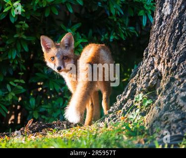 Baby urban red foxes playing in the grass Stock Photo