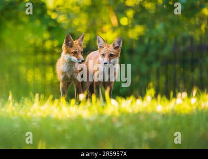 Baby urban red foxes playing in the grass Stock Photo