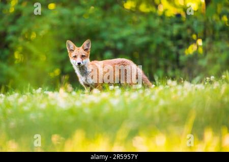 Baby urban red foxes playing in the grass Stock Photo
