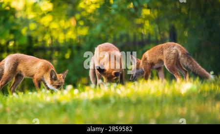 Baby urban red foxes playing in the grass Stock Photo