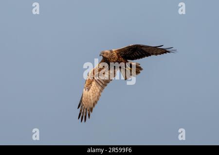 Eastern marsh harrier (Circus spilonotus) observed in Gajoldaba in West Bengal, India Stock Photo