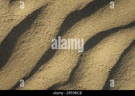 Tracks of darkling beetle in sand on sand dune, Hanford Reach National Monument, Washington, USA Stock Photo