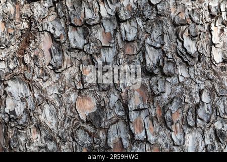 Natural wood bole trunk bark surface. Background and texture. Stock Photo