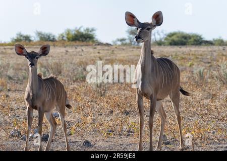 Greater kudus (Tragelaphus strepsiceros), females mother and child, standing alert in Etosha National Park, Namibia, Africa Stock Photo
