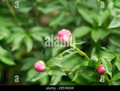 Peony bud in water drops after a rain 2 Stock Photo