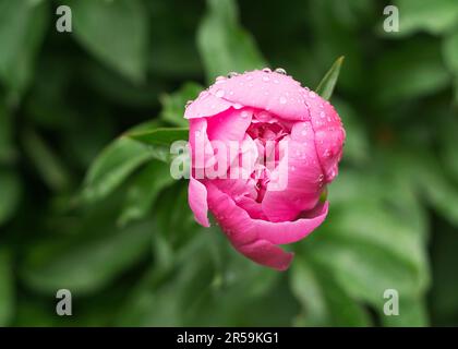 Peony bud in water drops after a rain Stock Photo