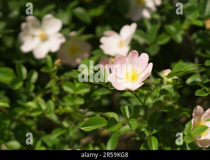 pink rosehip flower in the sun Stock Photo