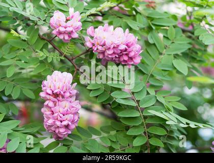 Robinia pseudoacacia ornamental tree in bloom, pink white color purple robe cultivation flowering bunch of flowers 2 Stock Photo