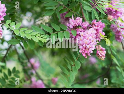 Robinia pseudoacacia ornamental tree in bloom, pink white color purple robe cultivation flowering bunch of flowers Stock Photo