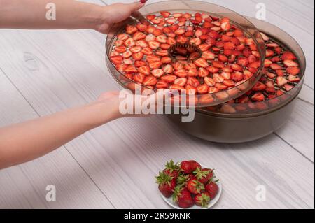 a tray from a dehydrator machine in a woman's hand with strawberry Stock Photo