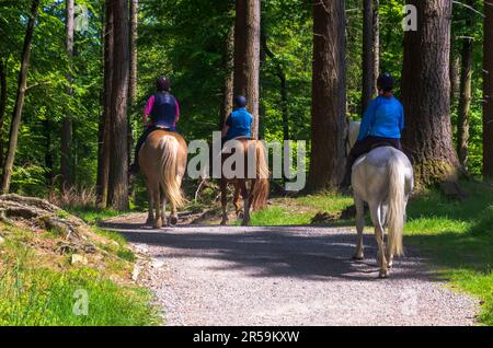 Tollymore forest, County Down, Northern Ireland May 30 2023 -  Three women on horseback in Tollymore forest Stock Photo