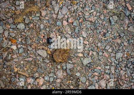 Small black beetle on gravel road Stock Photo