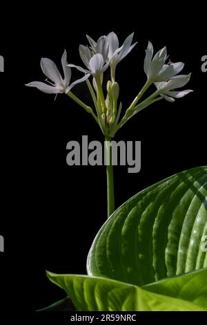 Closeup vertical view of white flowers of proiphys amboinensis aka Cardwell lily or northern Christmas lily and leaves isolated on black background Stock Photo