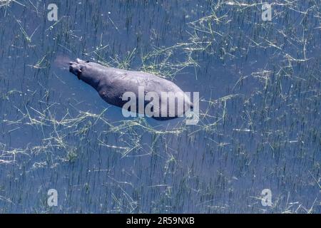 Aerial Telephoto shot of an hippopotamus that is partically submerged in the Okavango Delta Wetlands in Botswana. Stock Photo