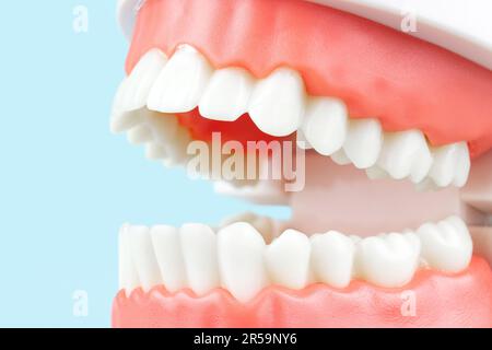 Model of human teeth, Full Denture, Dental plate. Teeth orthodontic dental model or human jaw. Selective focus on teeth Stock Photo