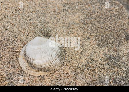 single white shell in the sand from the beach on vacation in egypt Stock Photo