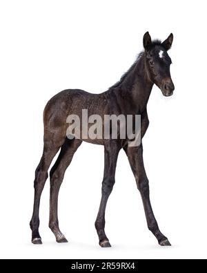 1 Month old dark brown Andalusian horse aka pura raza espanola, standing side ways. Looking towards camera. Isolated on a white background. Stock Photo