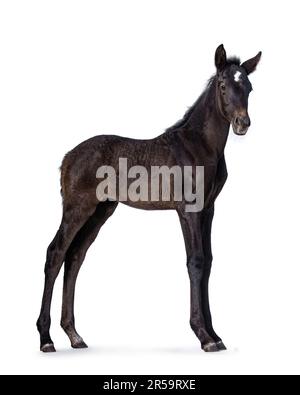 1 Month old dark brown Andalusian horse aka pura raza espanola, standing side ways. Looking towards camera. Isolated on a white background. Stock Photo