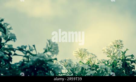 White Plumeria Pudica, Frangipani flower on tree with sky and cloud backgound, Vintage color and soft focus. Stock Photo