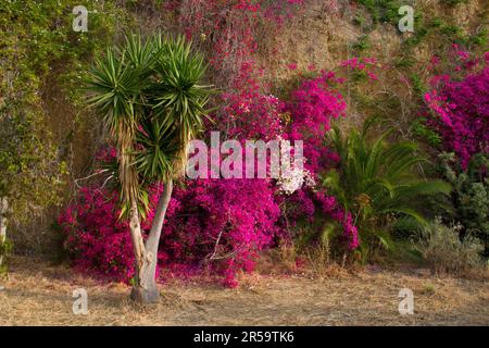 Lush blooming pink Bougainvillea and palm tree growing in front of a yellow-brown rock face which is covered with mesh to stop falling rock Stock Photo
