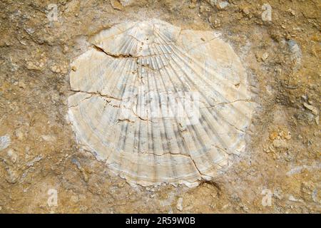Fossil bivalve shell in limestone rock Stock Photo