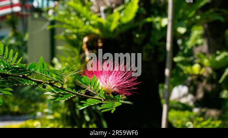 Pink Powder Puff flower or Calliandra Inaequilatera. Flowers are balls of conspicuous dark crimson stamens. Stock Photo