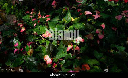 Pink Anthurium or Painted Tongue. The waxy heart-shaped flower is really a spathe or leaf which grows from the base of spadix or real flower. Stock Photo