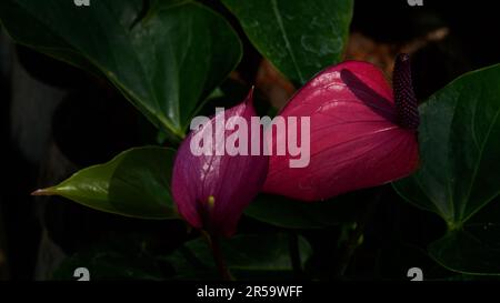 Close up pink Anthurium, Painted Tongue. The waxy heart-shaped flower is really a spathe or leaf which grows from the base of spadix or real flower. Stock Photo