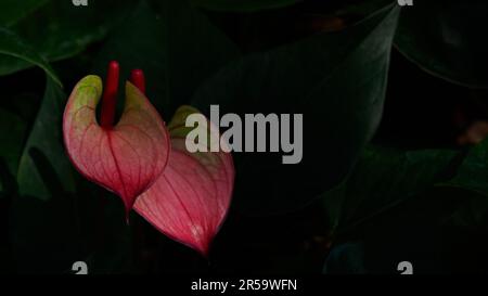 Pink Anthurium or Painted Tongue. The waxy heart-shaped flower is really a spathe or leaf which grows from the base of spadix or real flower. Stock Photo