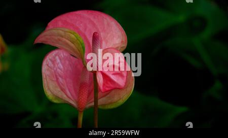 Pink Anthurium or Painted Tongue. The waxy heart-shaped flower is really a spathe or leaf which grows from the base of spadix or real flower. Stock Photo