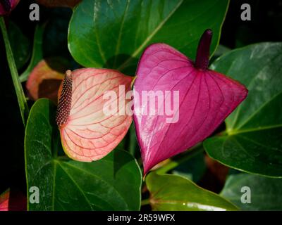 Pink Anthurium or Painted Tongue. The waxy heart-shaped flower is really a spathe or leaf which grows from the base of spadix or real flower. Stock Photo