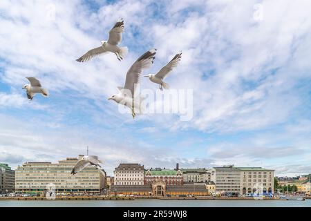 A group of seagulls on the blue sky of central Helsinki, Finland Stock Photo