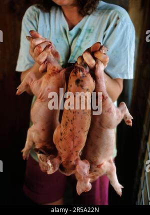 Small hogs whose tales have just been cut off at a North Carolina hog farm, relating to large scale H=hog farming problems and c Stock Photo