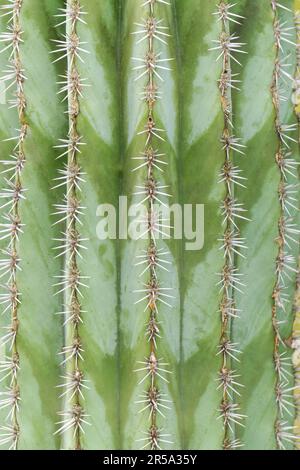 Natural green background - striped ribbed cactus with needles Stock Photo