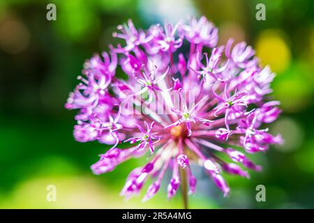 Allium stipitatum Purple Rain is a bulbous herbaceous perennial plant Stock Photo