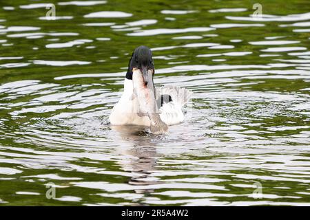 Callander, Trossachs, Scotland, UK. 2nd June, 2023. UK weather: A male goosander helps himself to a giant breakfast from Invicta Trout Farm near Callander, Trossachs and Breadalbane, Scotland. The goosander struggled to eat the enormous trout at first, but after several attemps managed to swallow it whole. Credit: Kay Roxby/Alamy Live News Stock Photo