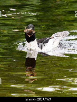 Callander, Trossachs, Scotland, UK. 2nd June, 2023. UK weather: A male goosander helps himself to a giant breakfast from Invicta Trout Farm near Callander, Trossachs and Breadalbane, Scotland. The goosander struggled to eat the enormous trout at first, but after several attemps managed to swallow it whole. Credit: Kay Roxby/Alamy Live News Stock Photo