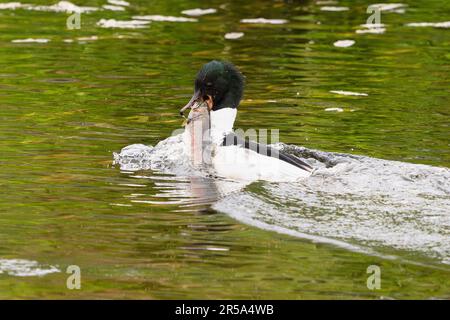 Callander, Trossachs, Scotland, UK. 2nd June, 2023. UK weather: A male goosander helps himself to a giant breakfast from Invicta Trout Farm near Callander, Trossachs and Breadalbane, Scotland. The goosander struggled to eat the enormous trout at first, but after several attemps managed to swallow it whole. Credit: Kay Roxby/Alamy Live News Stock Photo