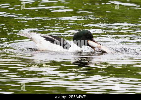 Callander, Trossachs, Scotland, UK. 2nd June, 2023. UK weather: A male goosander helps himself to a giant breakfast from Invicta Trout Farm near Callander, Trossachs and Breadalbane, Scotland. The goosander struggled to eat the enormous trout at first, but after several attemps managed to swallow it whole. Credit: Kay Roxby/Alamy Live News Stock Photo