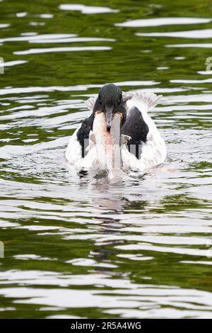 Callander, Trossachs, Scotland, UK. 2nd June, 2023. UK weather: A male goosander helps himself to a giant breakfast from Invicta Trout Farm near Callander, Trossachs and Breadalbane, Scotland. The goosander struggled to eat the enormous trout at first, but after several attemps managed to swallow it whole. Credit: Kay Roxby/Alamy Live News Stock Photo