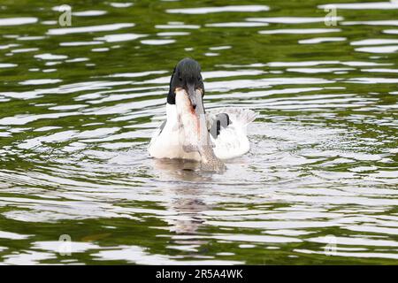 Callander, Trossachs, Scotland, UK. 2nd June, 2023. UK weather: A male goosander helps himself to a giant breakfast from Invicta Trout Farm near Callander, Trossachs and Breadalbane, Scotland. The goosander struggled to eat the enormous trout at first, but after several attemps managed to swallow it whole. Credit: Kay Roxby/Alamy Live News Stock Photo