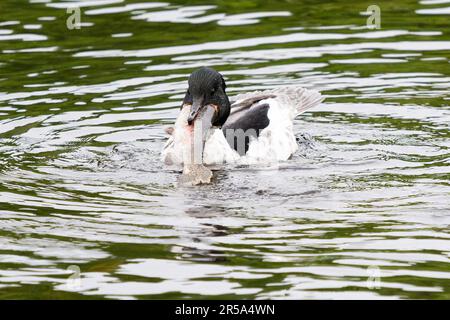 Callander, Trossachs, Scotland, UK. 2nd June, 2023. UK weather: A male goosander helps himself to a giant breakfast from Invicta Trout Farm near Callander, Trossachs and Breadalbane, Scotland. The goosander struggled to eat the enormous trout at first, but after several attemps managed to swallow it whole. Credit: Kay Roxby/Alamy Live News Stock Photo