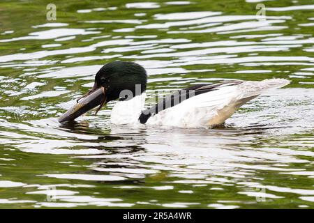 Callander, Trossachs, Scotland, UK. 2nd June, 2023. UK weather: A male goosander helps himself to a giant breakfast from Invicta Trout Farm near Callander, Trossachs and Breadalbane, Scotland. The goosander struggled to eat the enormous trout at first, but after several attemps managed to swallow it whole. Credit: Kay Roxby/Alamy Live News Stock Photo