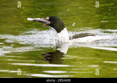 Callander, Trossachs, Scotland, UK. 2nd June, 2023. UK weather: A male goosander helps himself to a giant breakfast from Invicta Trout Farm near Callander, Trossachs and Breadalbane, Scotland. The goosander struggled to eat the enormous trout at first, but after several attemps managed to swallow it whole. Credit: Kay Roxby/Alamy Live News Stock Photo