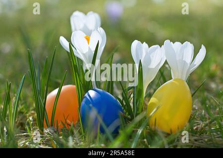 Dutch crocus, spring crocus (Crocus vernus, Crocus neapolitanus), Easter eggs beside violet crocus Stock Photo