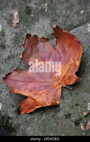 sycamore maple, great maple (Acer pseudoplatanus), autumn leaf on the ground Stock Photo