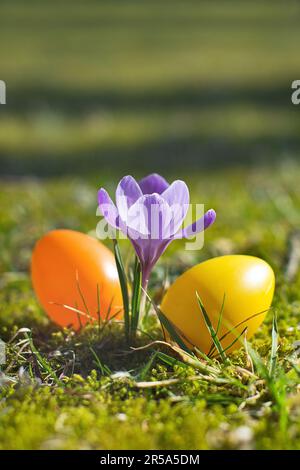 Dutch crocus, spring crocus (Crocus vernus, Crocus neapolitanus), Easter eggs beside violet crocus Stock Photo